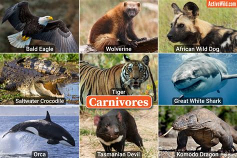 Carnivorous Animals: Examples Of Carnivores - Pictures & Interesting Facts