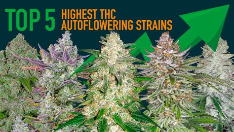 Top 5 Highest THC Autoflowering Strains 2020 | Fast Buds UK