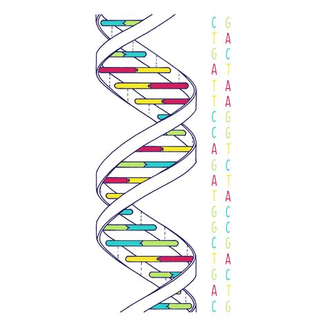 Dna Structure Classroom Activity Clipart