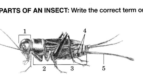 Cricket Anatomy - Anatomy Book