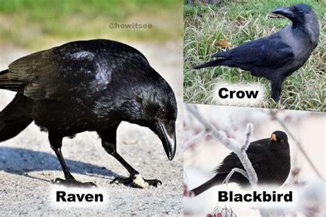 Common Raven Vs American Crow