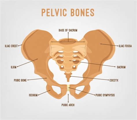 What is the Tailbone or Coccyx? - Facty Health