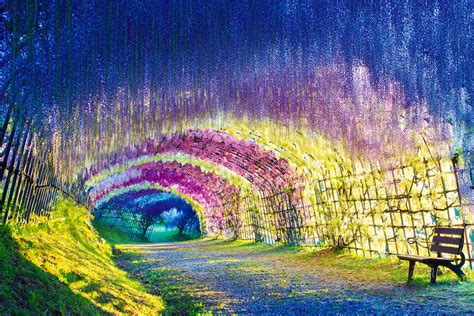 Wisteria Tunnel in Kitakyushu - International Traveller Magazine