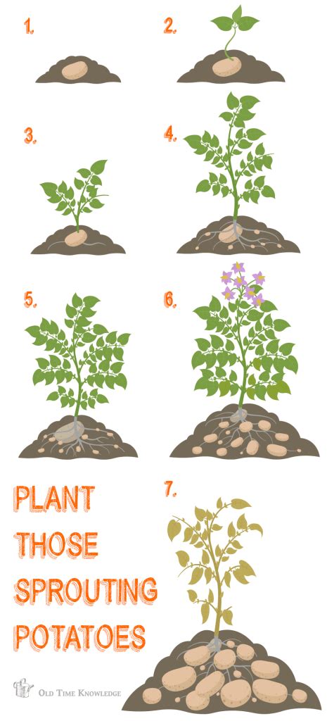 Plant sprouted potatoes from your kitchen today - Old Time Knowledge ...