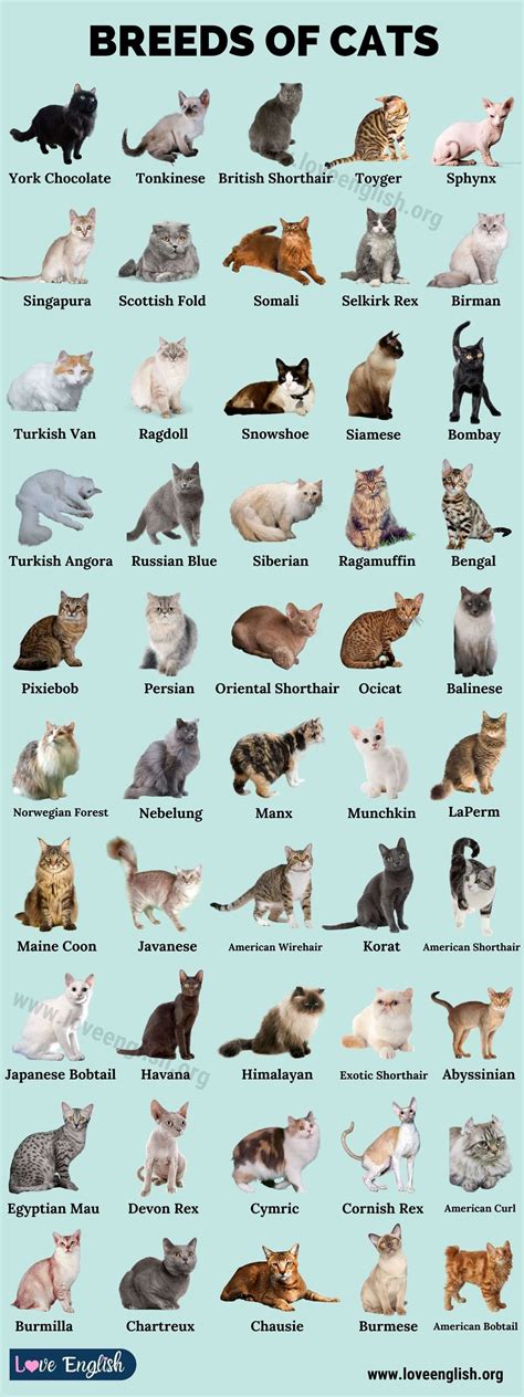 Cat Breeds: 50 Best Breeds of Cats that Fit Your Lifestyle - Love ...