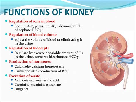 What is the Function of the Kidney - PranavrilloBeck