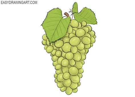 How to Draw Grapes - Easy Drawing Art