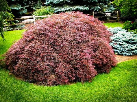 The Complete Japanese Maple Guide | The Tree Center™