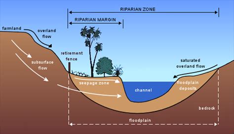 Riparian Zone Diagram