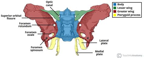 Cranial Foramina - Foramen Ovale - Skull - TeachMeAnatomy