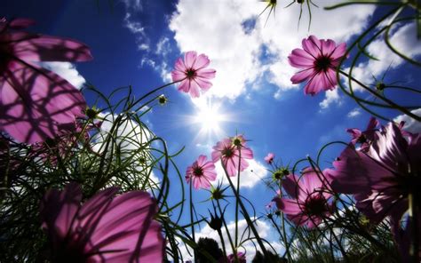 Download Flower Nature Cosmos HD Wallpaper