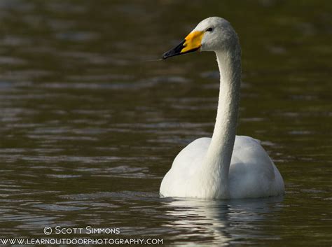 Whooper Swan | Focusing on Wildlife