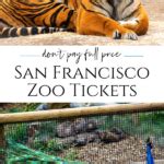 Discount San Francisco Zoo Tickets 2024: 9 Ways To Save Big