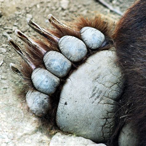 A Grizzly Paw Photograph by Derrick Neill - Pixels