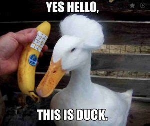 20 Totally Adorable Duck Memes You Won't Be Able To Resist ...