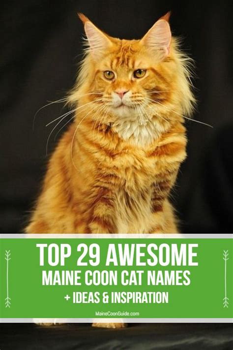 29+ Awesome Maine Coon Cat Names Ideas & Inspiration