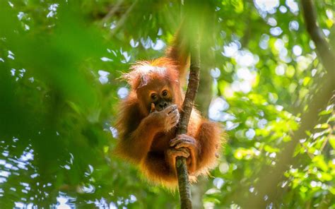 Borneo's orangutan numbers at shocking new low after sixteen years of ...