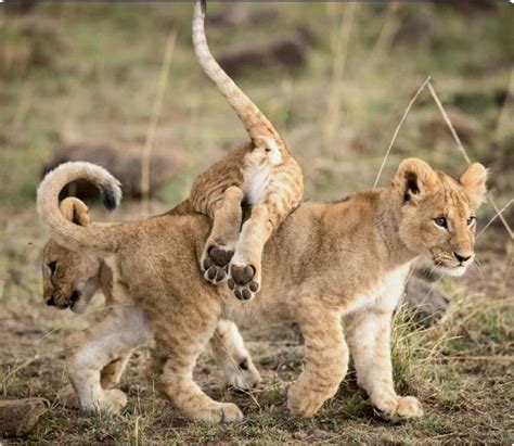 Two cute juvenile lion cubs playing. | Animals wild, Animals, Wildlife ...