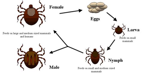 Fleas vs Ticks: What's Worse? - Pest Hacks