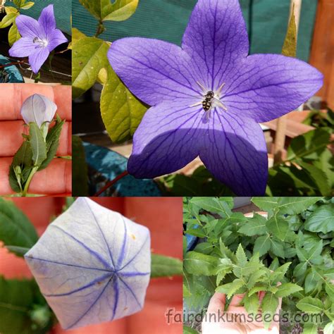 Platycodon Grandiflorus Bell Balloon Flower Seeds | Fair Dinkum Seeds