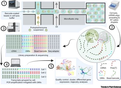 High-throughput single-cell RNA sequencing: Trends in Plant Science