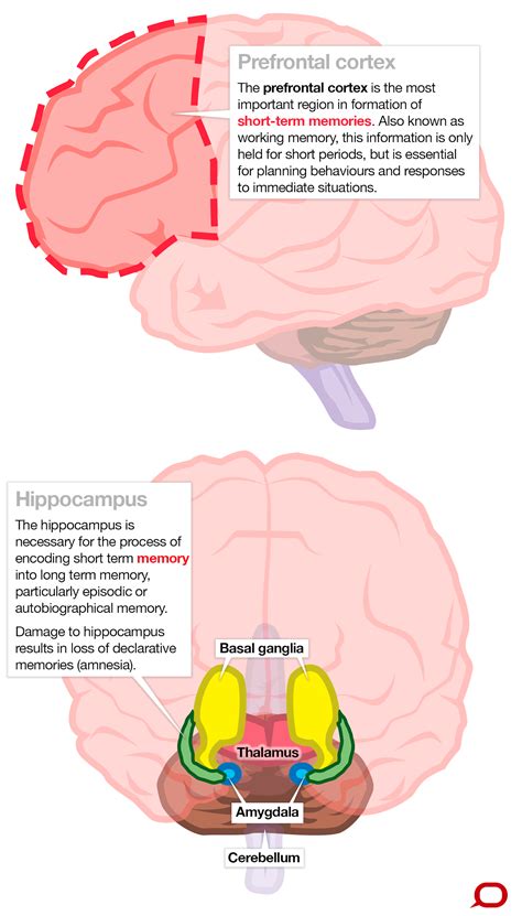 We're capable of infinite memory, but where in the brain is it stored ...