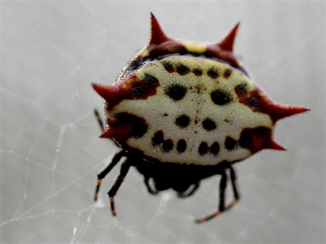 spiny orb weaver { spider} 1 Free Photo Download | FreeImages