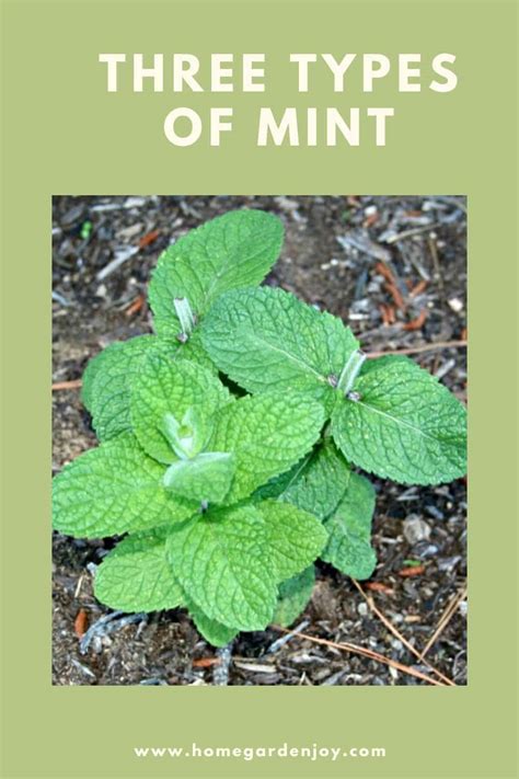 Mint Leaves Types Of Mint Plants - Herbs and Food Recipes