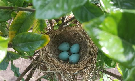 Chipping sparrow eggs Photography, Photograph, Fotografie, Photoshoot ...