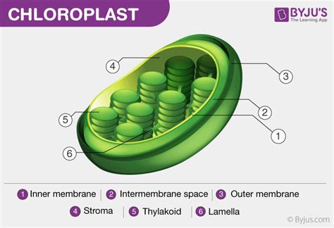 Thylakoid Structure And Function