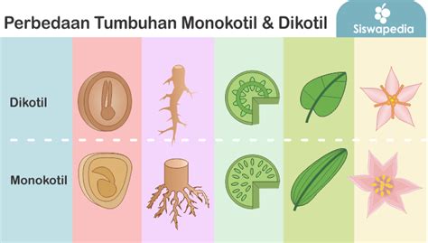 Tanaman Dikotil Dan Monokotil Contoh - misterdudu.com