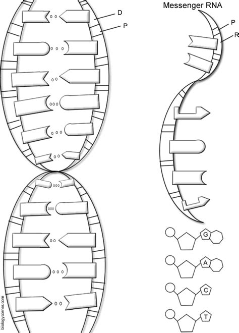 DNA - The Double Helix, Coloring Worksheet