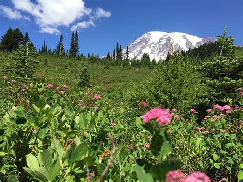 The Best Of Paradise - In Mount Rainier National Park - Wanderer Writes