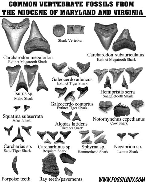 This will be the summer I find my shark teeth! | Fossilized shark teeth ...