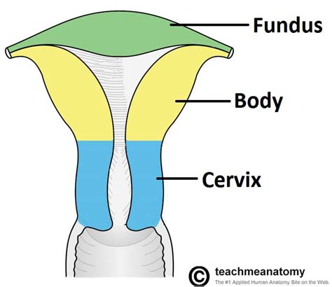 The Uterus - Structure - Location - Vasculature - TeachMeAnatomy