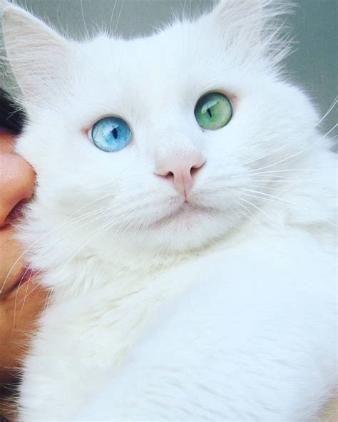 Snow-White Cat Has The Most Hypnotizing Eyes Of Different Color | Bored ...