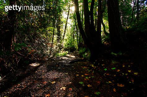 Pacific Northwest forest hiking trail 이미지 (995325958) - 게티이미지뱅크