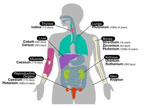 6 Organs In Torso Diagram / Building Beauty: TERRA FIRMA : Your body ...