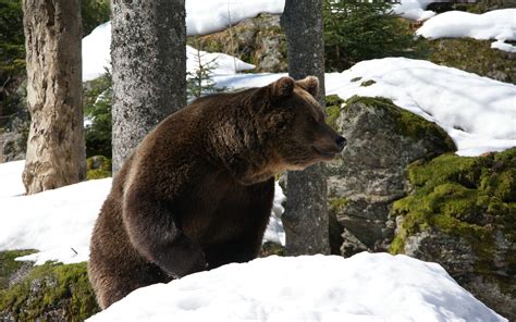 Wallpaper Brown bear, snow, winter, rocks 3840x2160 UHD 4K Picture, Image