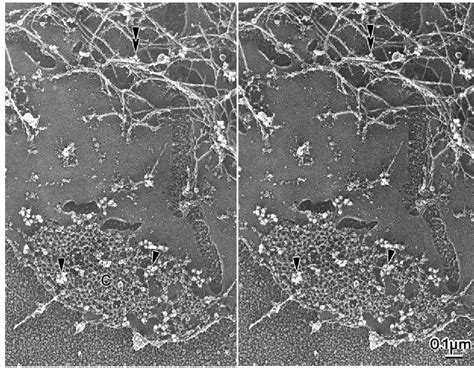 Figure 4 from The vitronectin receptor associates with clathrin-coated ...