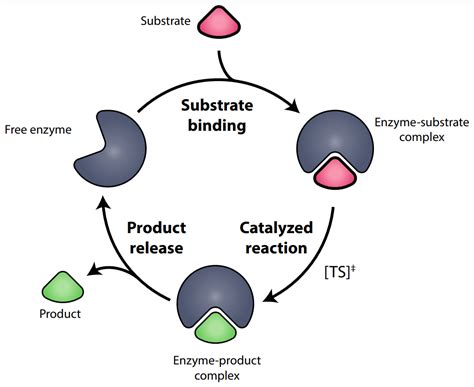 Enzyme Substrate