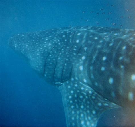 Scientists Use DNA To Study Whale Shark Migration