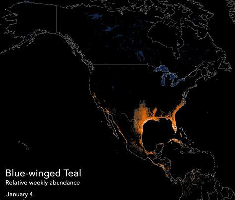 Blue-winged Teal migration visualised : r/interestingasfuck