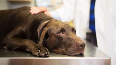 How to care for pets during the coronavirus outbreak | Fox News