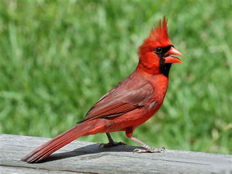 Birds of The World: Cardinals and Tanagers (Cardinalidae)