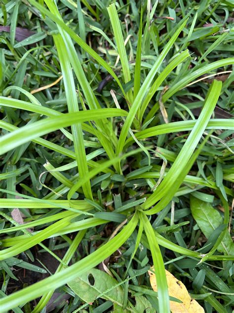 Nutgrass- A Profile And How To Kill Nutgrass - The Lawn Shed