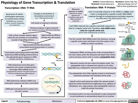 physiology-of-gene-transcription-translation | Calgary Guide