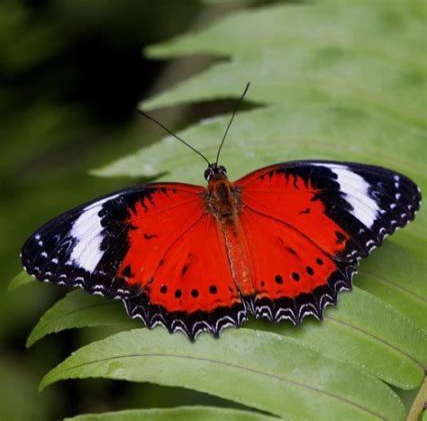 5 Stunning Red Butterflies - Australian Butterfly Sanctuary