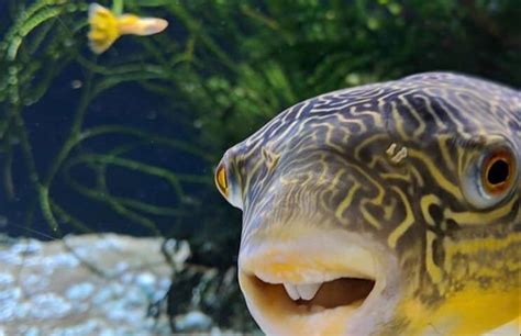 Is it true that pufferfish die after inflating twice?