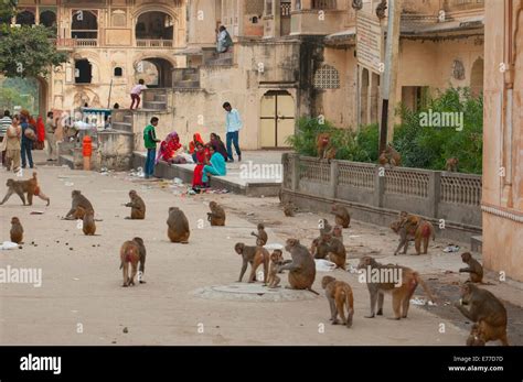 Rhesus monkeys, Monkey Temple, Jaipur, Rajasthan, India Stock Photo - Alamy